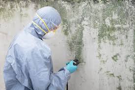 Best Commercial Mold Inspection  in Morgan City, LA